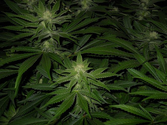 G13 Kush day 35 2