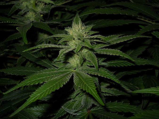 G13 Kush day 35 3