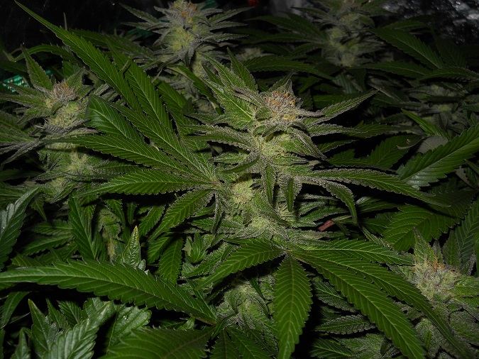 G13 Kush day 49 1