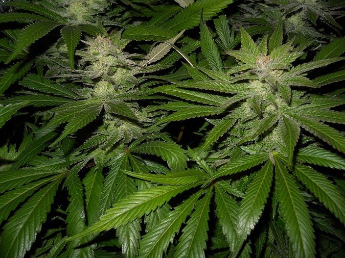 G13 Kush day 49 2