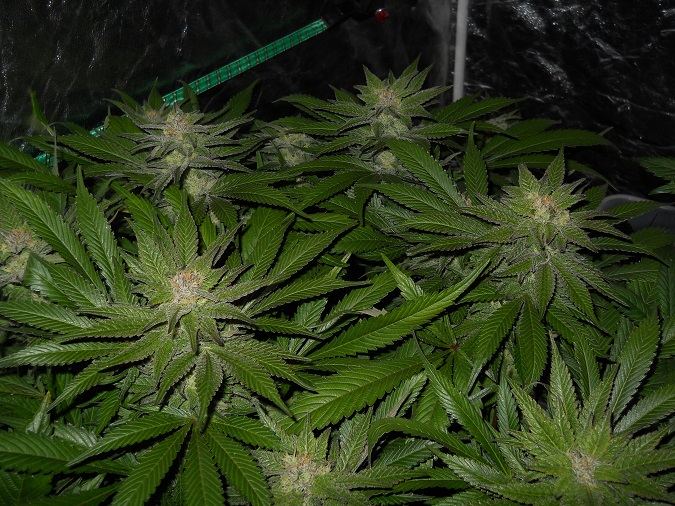 G13 Kush day 49 3