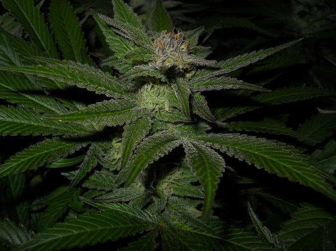 G13 Kush day 49 4