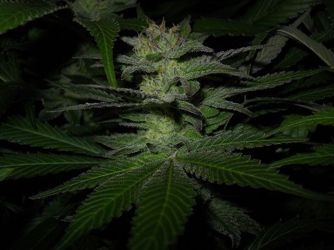 G13 Kush day 49 5