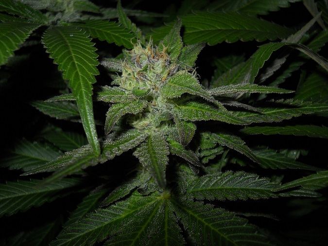 G13 Kush day 49 6
