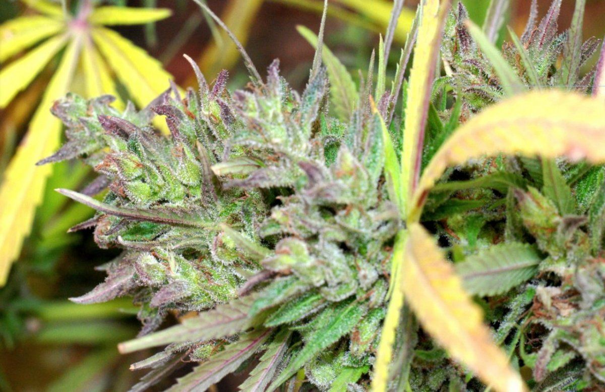 G13 l