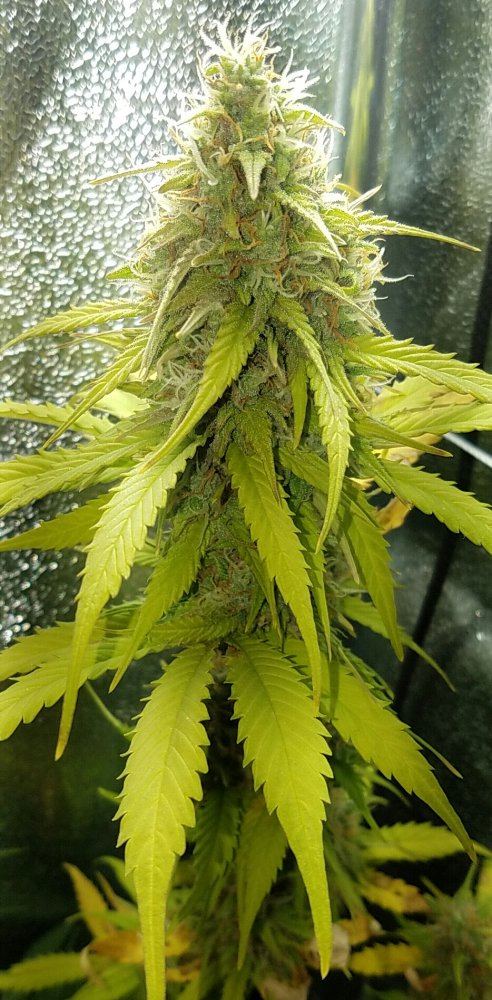 G13 labs mozarella 10