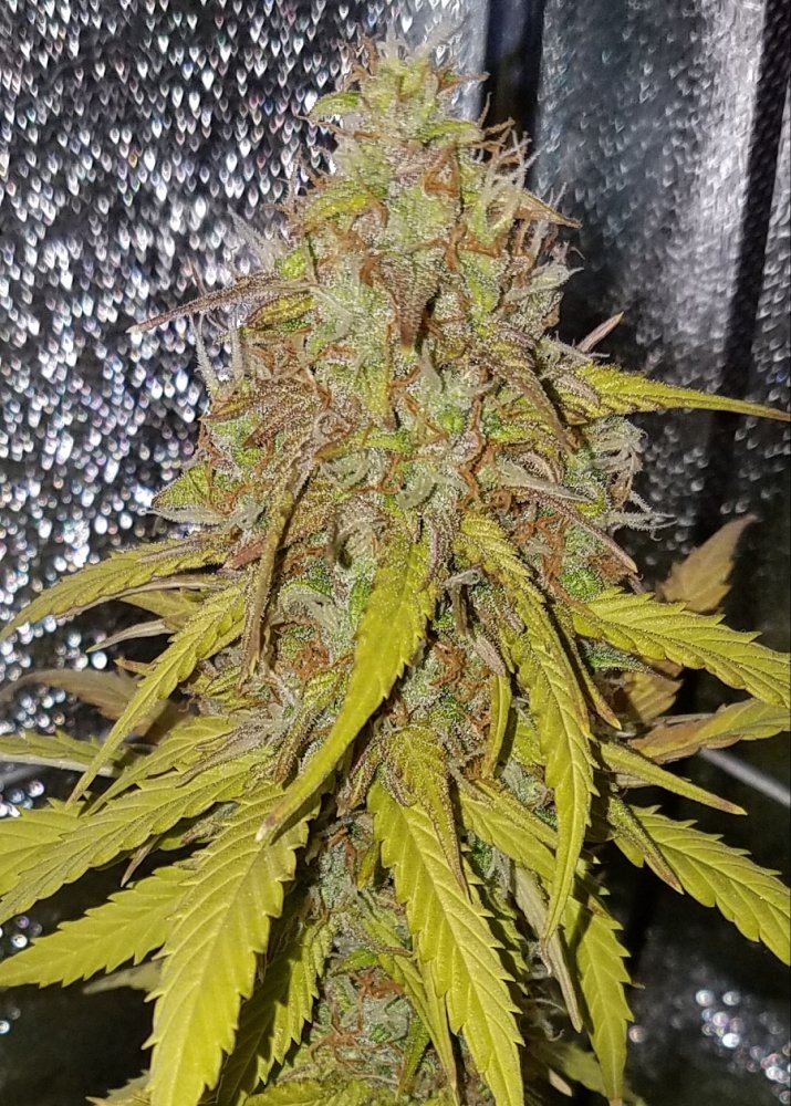 G13 labs mozarella 12