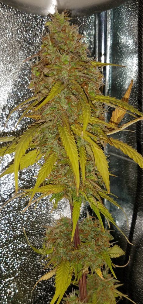 G13 labs mozarella 13