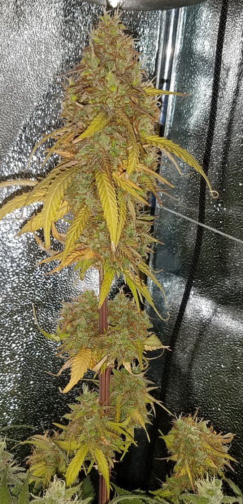 G13 labs mozarella 14