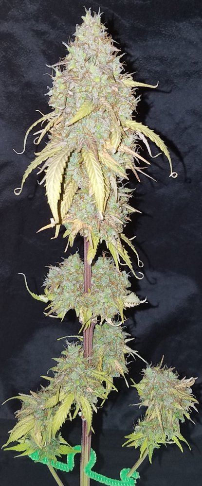 G13 labs mozarella 15