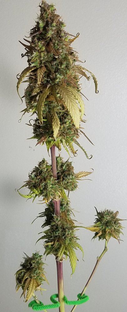 G13 labs mozarella 16
