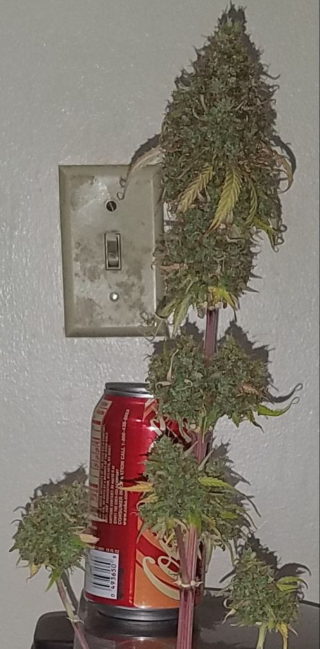 G13 labs mozarella 17