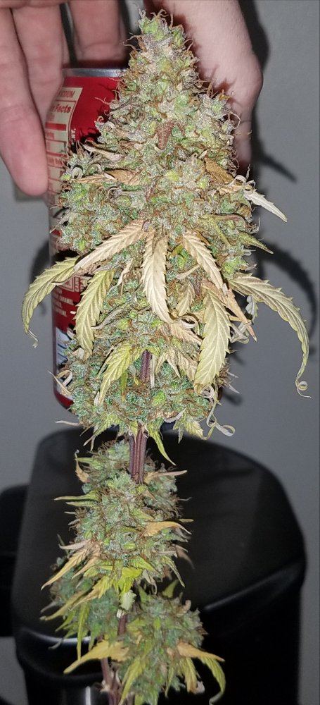 G13 labs mozarella 18