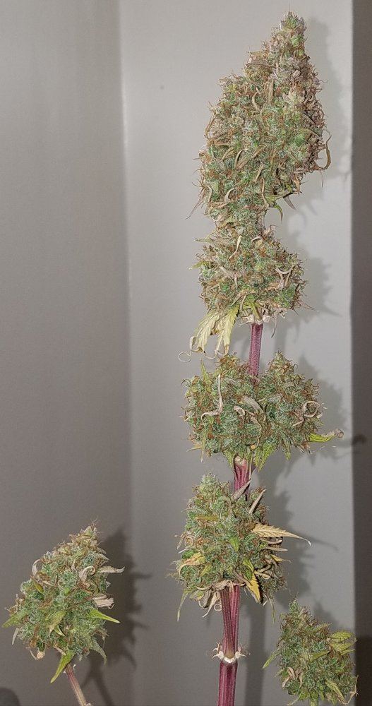 G13 labs mozarella 19