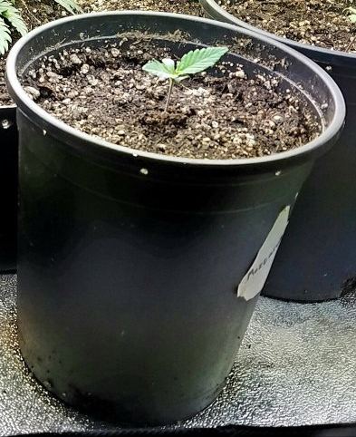 G13 labs mozarella 2