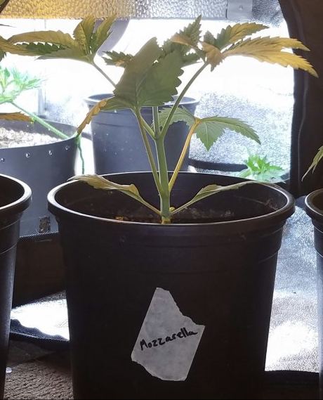 G13 labs mozarella 3