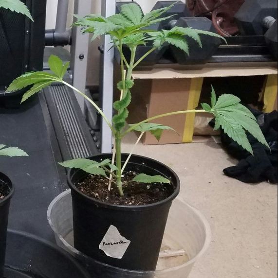 G13 labs mozarella 4