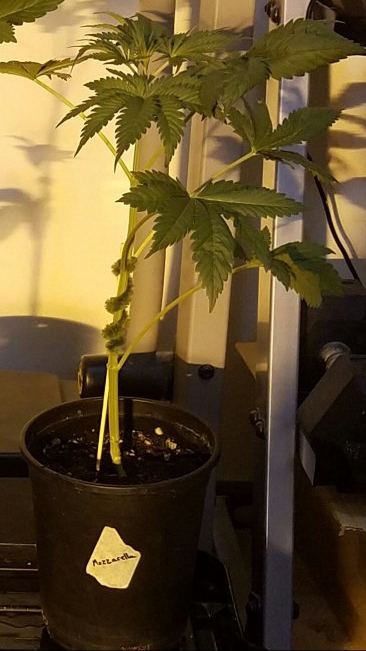 G13 labs mozarella 5