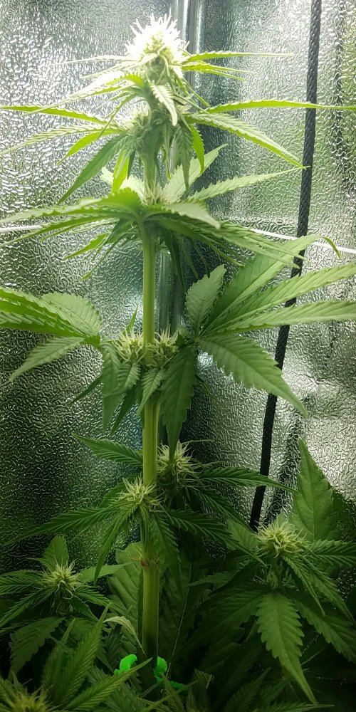 G13 labs mozarella 6