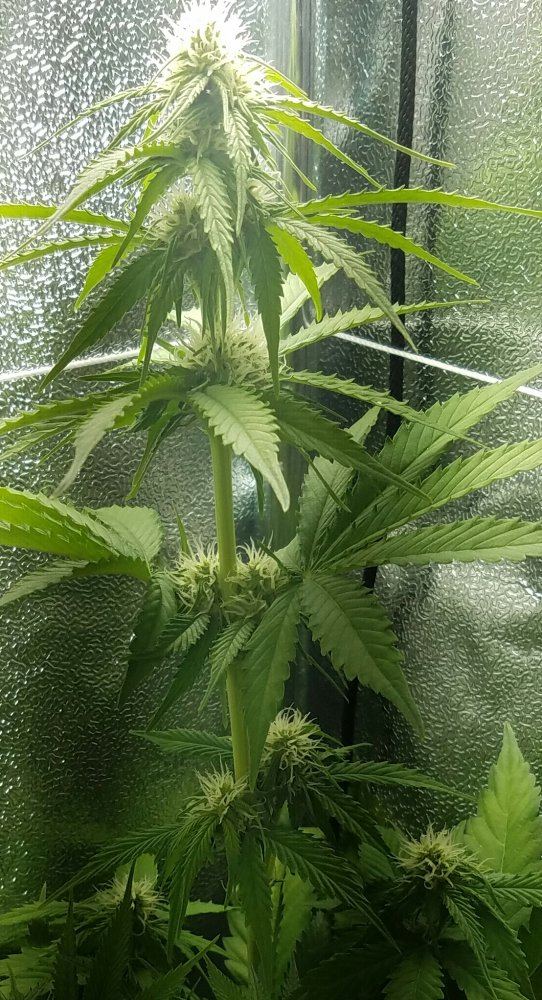 G13 labs mozarella 7