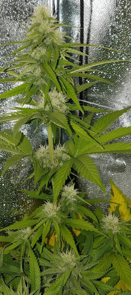 G13 labs mozarella 8