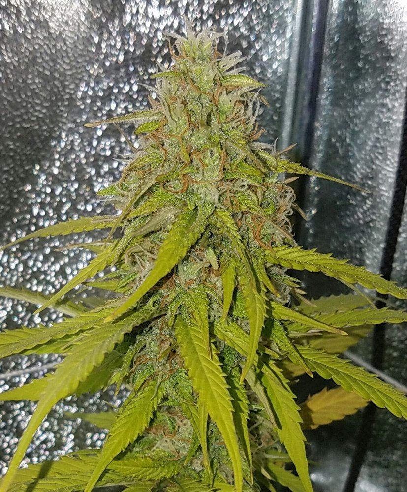 G13 labs mozarella 9