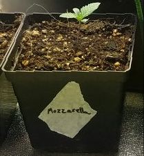 G13 labs mozarella