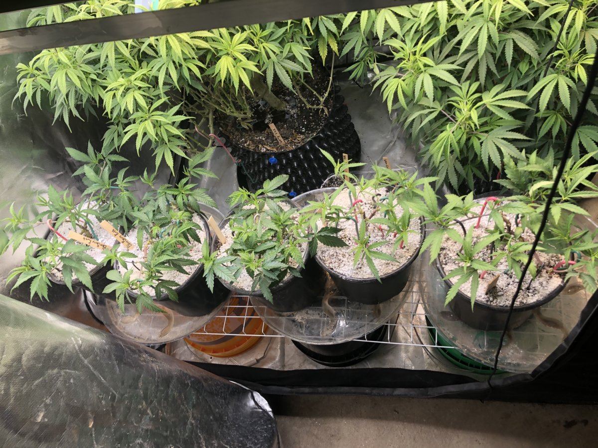 G13 labs white critical full grow under quantum board led 2