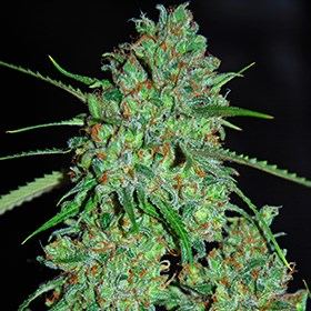 G13 labs white critical full grow under quantum board led 3