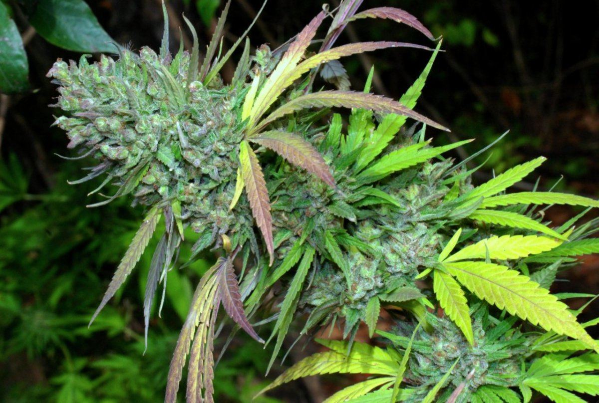 G13 m