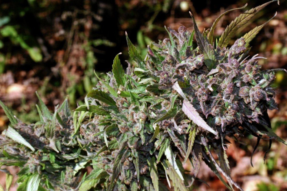 G13 n