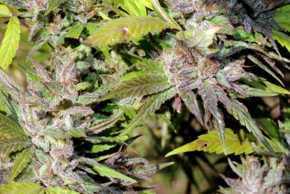 G13 o