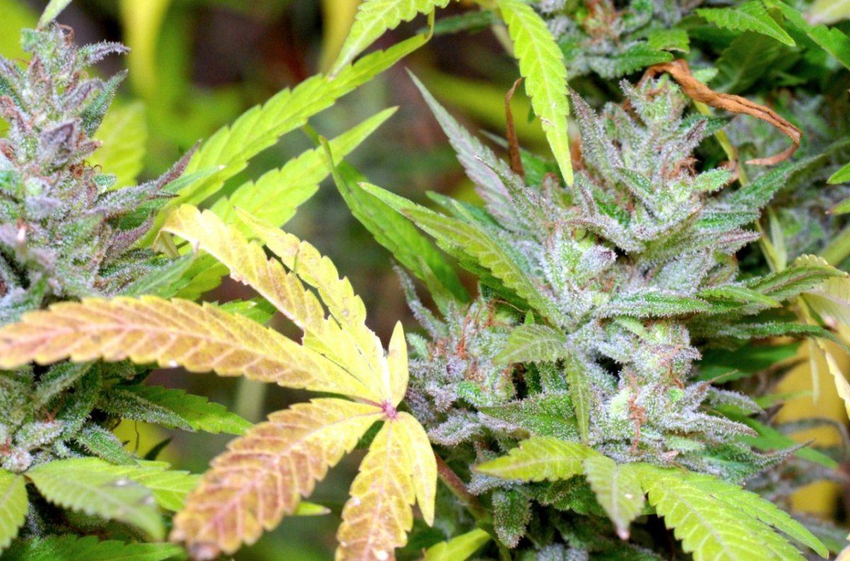 G13 p