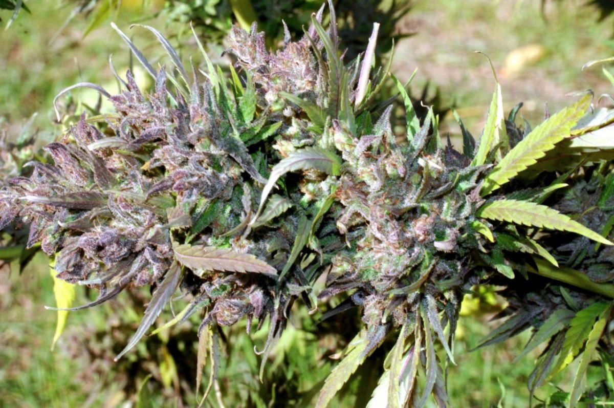 G13 q