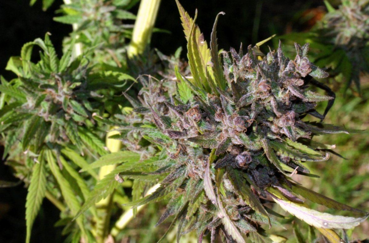 G13 r