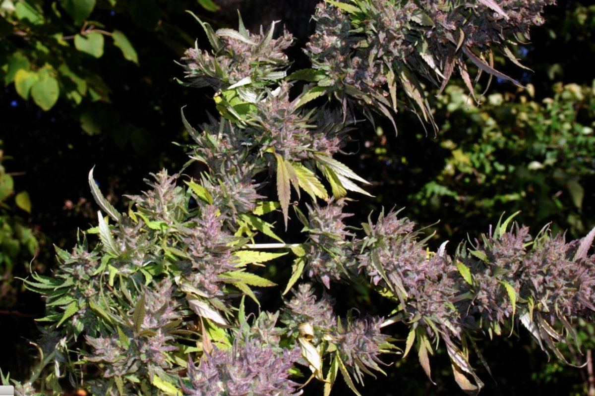 G13 s