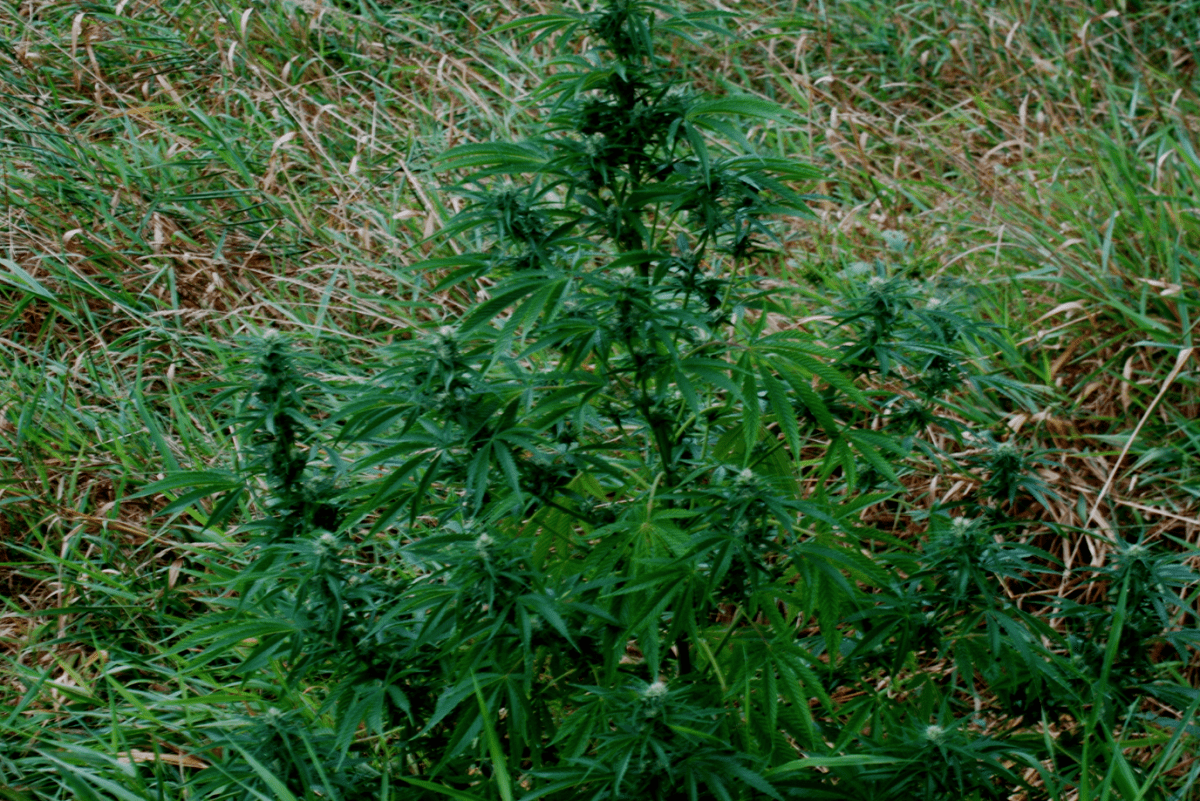 G13trip1