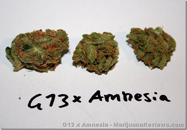 G13 x amnesia haze spacecowboy