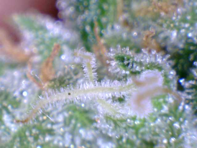 G13a1