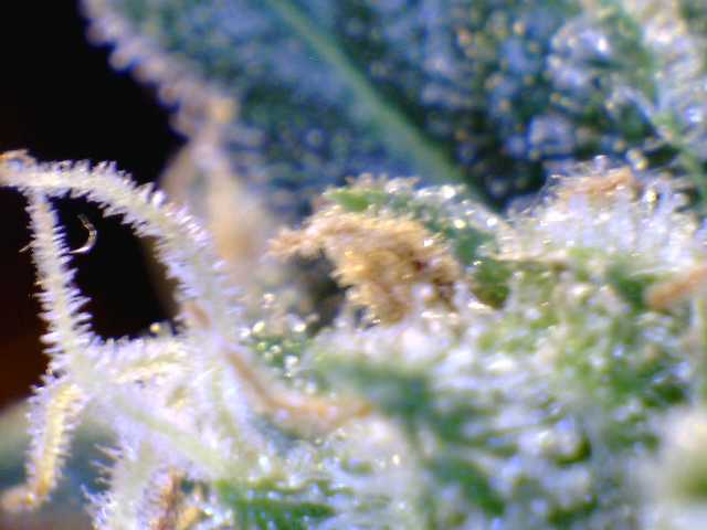G13a2