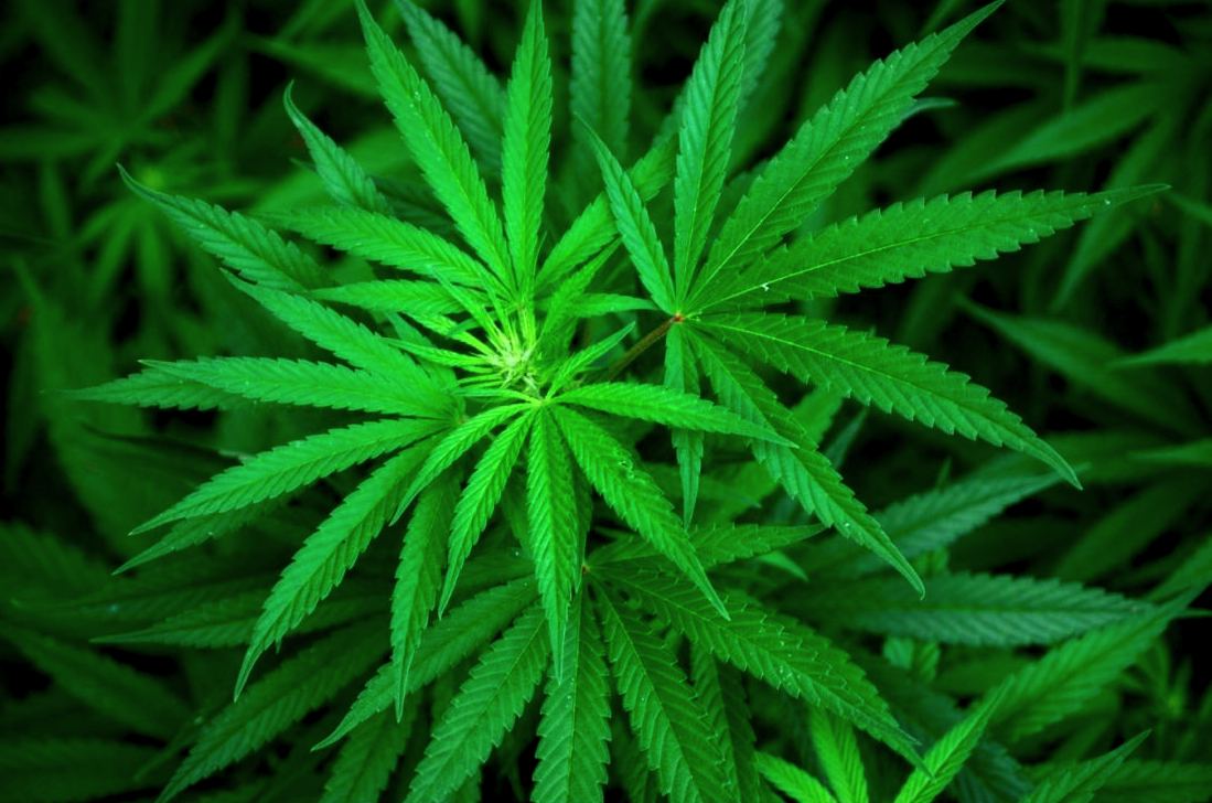 G13c1