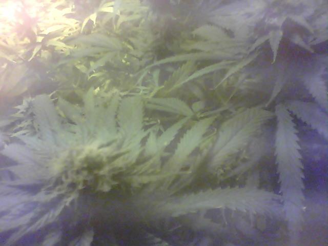 G13closeup