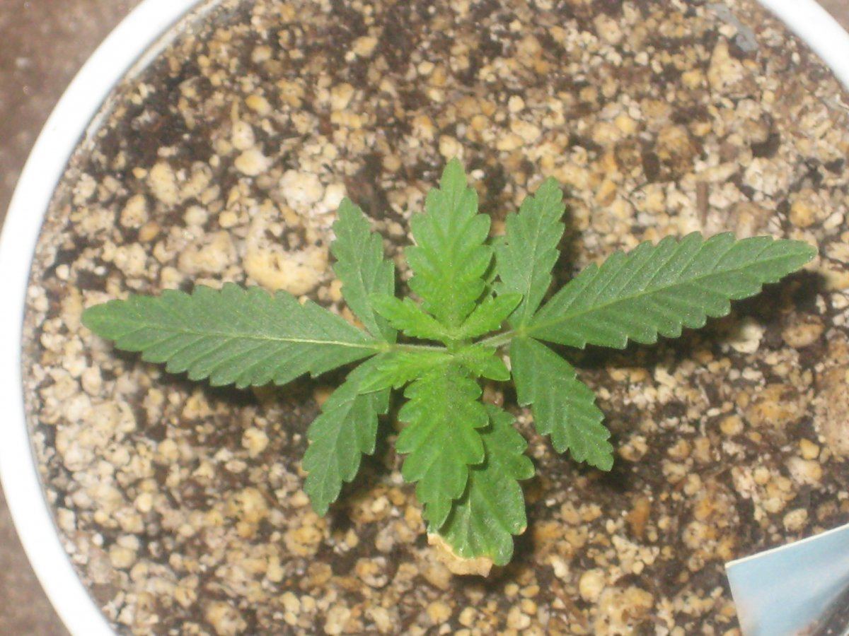 G13h1 day17 a