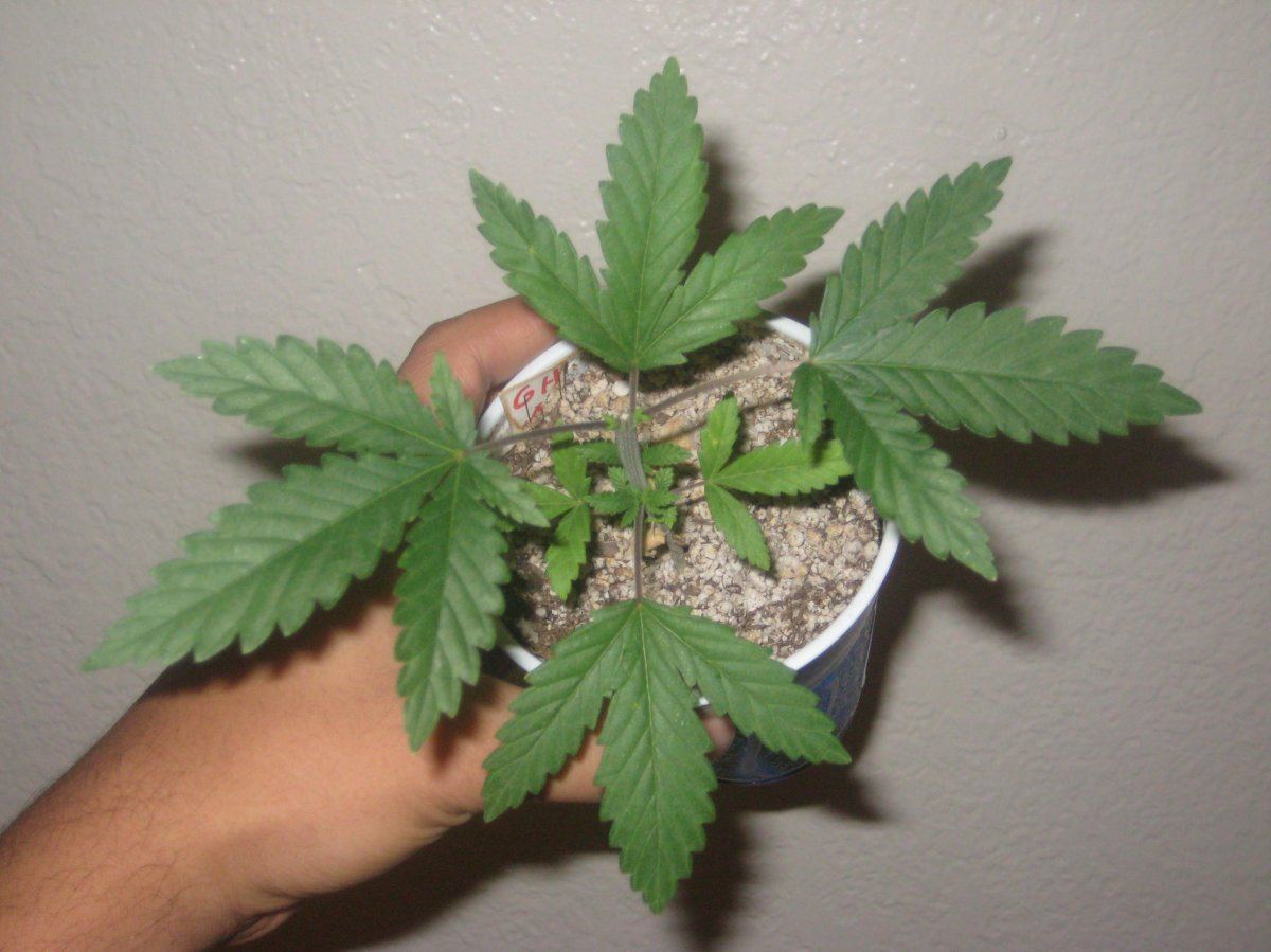 G13h1 day38 a