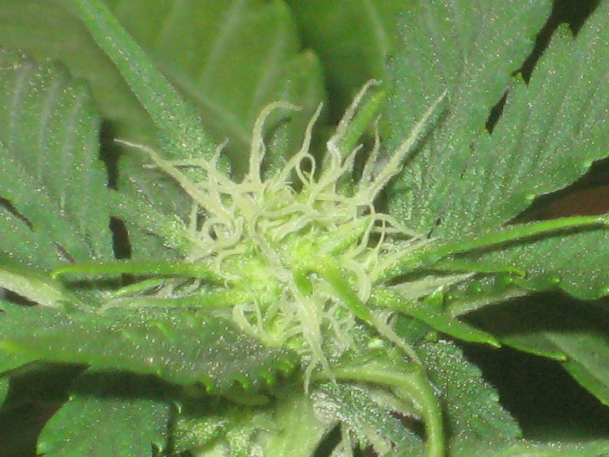 G13h2 day16 a