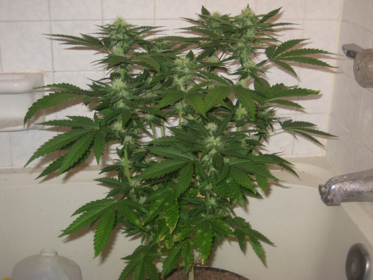 G13h2 day24 d