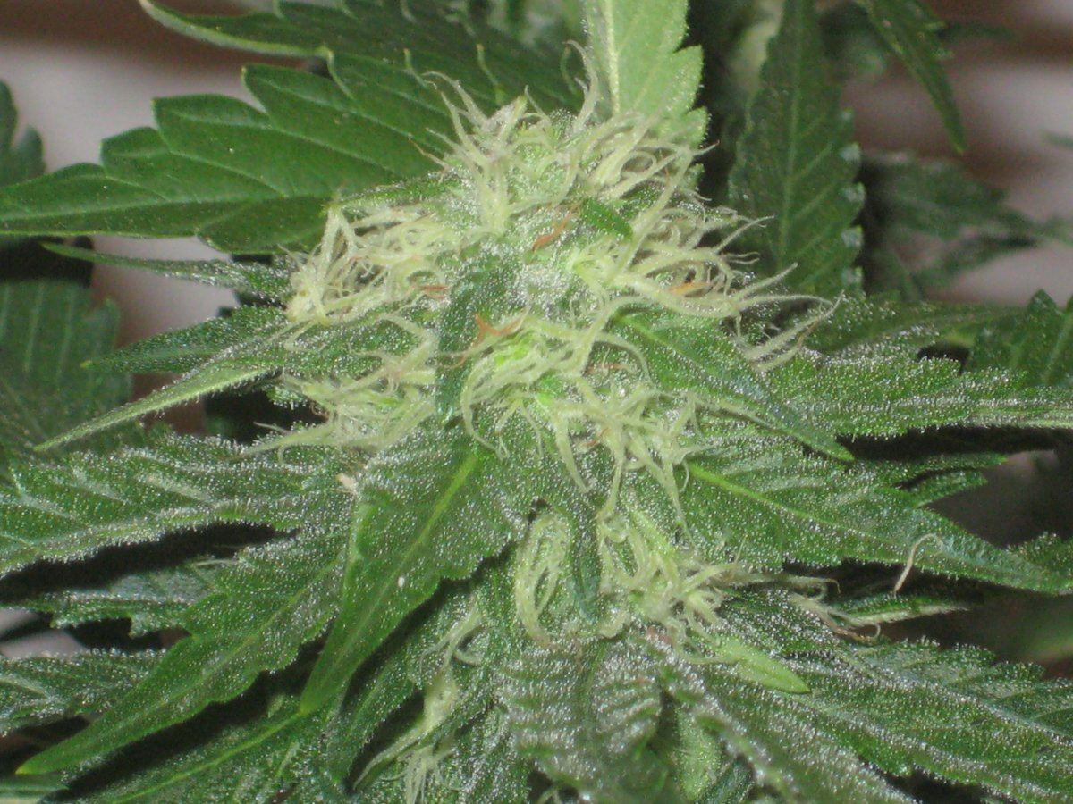 G13h2 day28 d