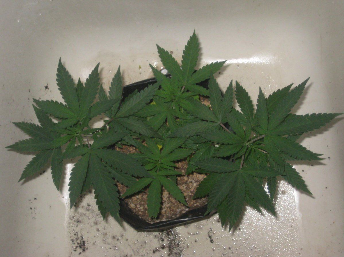 G13h2 day77 a