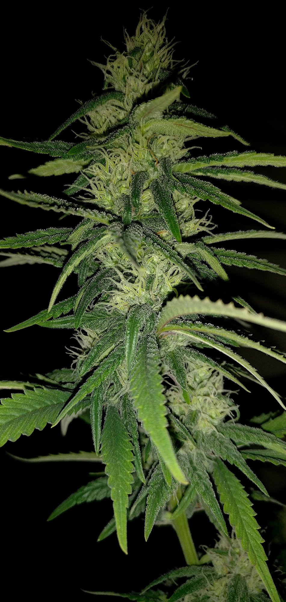 G13haze