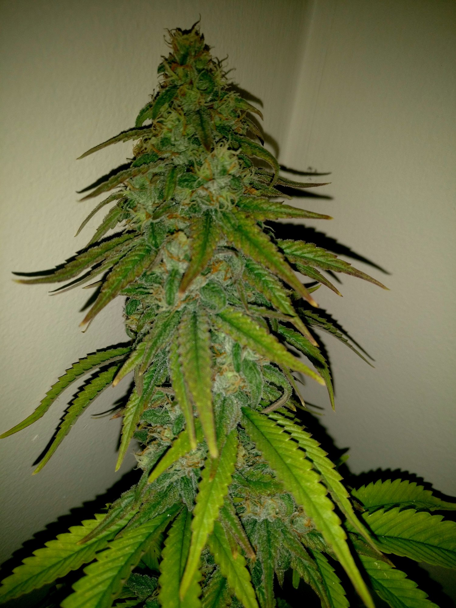 G13haze